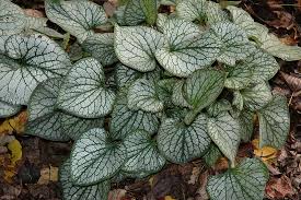 Image result for Brunnera `Jack Frost`