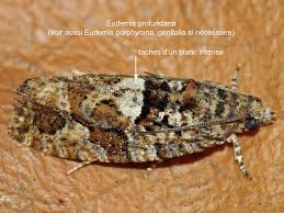 Attēlu rezultāti vaicājumam “Eudemis porphyrana”