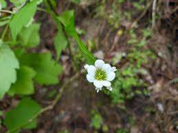 Attēlu rezultāti vaicājumam “Saxifraga granulata leaf”