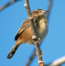 Image result for Cisticola juncidis