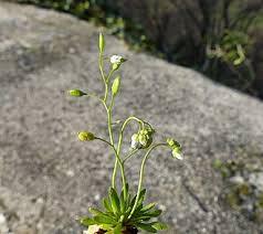 Attēlu rezultāti vaicājumam “Erophila verna flower”