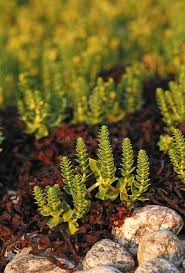 Attēlu rezultāti vaicājumam “Honckenya peploides fruit”