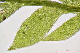 Attēlu rezultāti vaicājumam “Schistostega pennata”