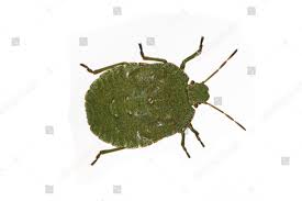 Attēlu rezultāti vaicājumam “Palomena prasina nymph”