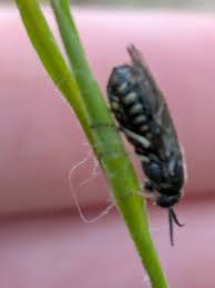 Attēlu rezultāti vaicājumam “Gilpinia”