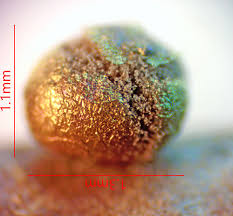 Attēlu rezultāti vaicājumam “Dianema nivale sessile”