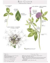 Attēlu rezultāti vaicājumam “Trifolium pratense leaf”