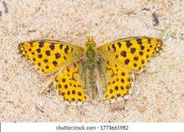 Attēlu rezultāti vaicājumam “Issoria lathonia upperside”