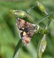 Attēlu rezultāti vaicājumam “Panemeria tenebrata”