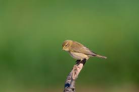 Image result for Phylloscopus ibericus