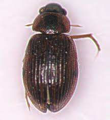 Attēlu rezultāti vaicājumam “Enochrus affinis”