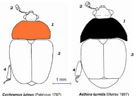 Attēlu rezultāti vaicājumam “Cychramus luteus”
