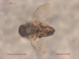 Attēlu rezultāti vaicājumam “Platypezidae”