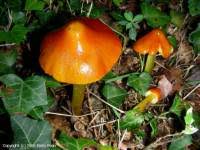Attēlu rezultāti vaicājumam “Hygrocybe pseudoconica”