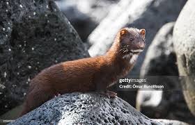 Attēlu rezultāti vaicājumam “Mustela vison”