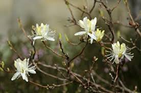 Attēlu rezultāti vaicājumam “Rhododendron canadense”