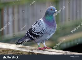 Attēlu rezultāti vaicājumam “Columba livia f. domestica adult”