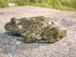 Attēlu rezultāti vaicājumam “Pelophylax”