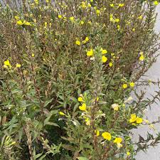 Attēlu rezultāti vaicājumam “Oenothera biennis fruit”