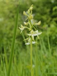 Attēlu rezultāti vaicājumam “Platanthera bifolia flower”