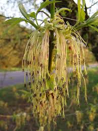 Attēlu rezultāti vaicājumam “Acer negundo male flower”
