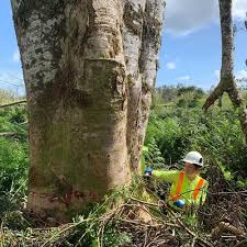 Attēlu rezultāti vaicājumam “Sacchiphantes abietis exuvia”