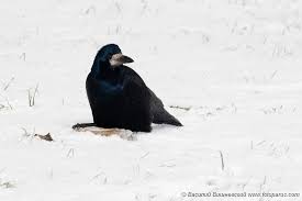 Attēlu rezultāti vaicājumam “Corvus frugilegus adult”