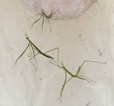 Attēlu rezultāti vaicājumam “Breidleria pratensis”