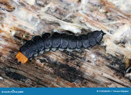 Attēlu rezultāti vaicājumam “Lygistopterus sanguineus”