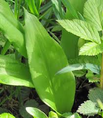 Image result for Bärlauch