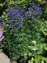 Image result for Eisenhut