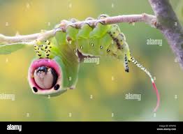 Attēlu rezultāti vaicājumam “Cerura vinula larva”