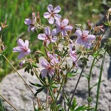 Image result for Geranium `Purple Haze`