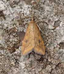 Attēlu rezultāti vaicājumam “Mollisia uda”