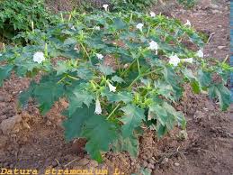 Image result for Datura stramonium