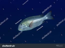 Image result for Monotaxis grandoculis