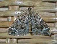 Attēlu rezultāti vaicājumam “Eulithis prunata”