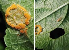 Attēlu rezultāti vaicājumam “Melampsora populnea”