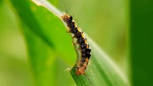 Attēlu rezultāti vaicājumam “Euproctis similis”