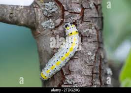 Attēlu rezultāti vaicājumam “Diloba caeruleocephala larva”