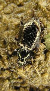 Attēlu rezultāti vaicājumam “Bembidion sp.”