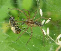 Attēlu rezultāti vaicājumam “Agelena labyrinthica”