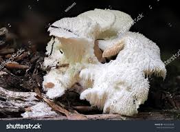 Attēlu rezultāti vaicājumam “Hericium cirrhatum”