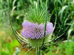 Attēlu rezultāti vaicājumam “Dipsacus fullonum flower”