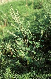 Attēlu rezultāti vaicājumam “Chenopodium acerifolium leaf”