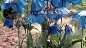 Image result for Scheinmohn blau
