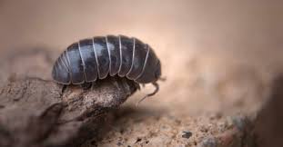 Attēlu rezultāti vaicājumam “Armadillidium pulchellum”