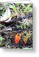 Attēlu rezultāti vaicājumam “Clavulinopsis helvola”