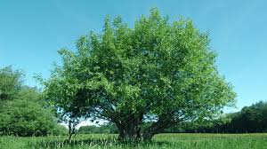 Attēlu rezultāti vaicājumam “Salix x fragilis”