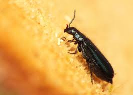 Attēlu rezultāti vaicājumam “Dasytes caeruleus imago”